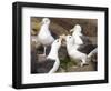 Black-browed Albatross mating ritual. Falkland Islands-Martin Zwick-Framed Photographic Print