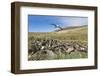 Black-browed albatross or black-browed mollymawk, Falkland Islands-Martin Zwick-Framed Photographic Print