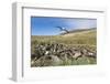 Black-browed albatross or black-browed mollymawk, Falkland Islands-Martin Zwick-Framed Photographic Print