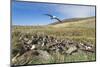 Black-browed albatross or black-browed mollymawk, Falkland Islands-Martin Zwick-Mounted Photographic Print