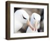 Black-browed albatross or black-browed mollymawk, Falkland Islands-Martin Zwick-Framed Photographic Print