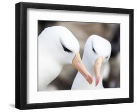 Black-browed albatross or black-browed mollymawk, Falkland Islands-Martin Zwick-Framed Photographic Print