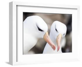 Black-browed albatross or black-browed mollymawk, Falkland Islands-Martin Zwick-Framed Photographic Print