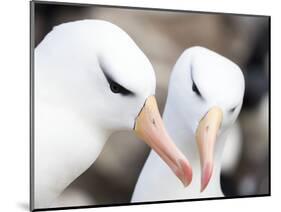 Black-browed albatross or black-browed mollymawk, Falkland Islands-Martin Zwick-Mounted Photographic Print