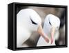 Black-browed albatross or black-browed mollymawk, Falkland Islands-Martin Zwick-Framed Stretched Canvas