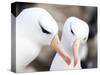 Black-browed albatross or black-browed mollymawk, Falkland Islands-Martin Zwick-Stretched Canvas