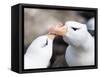 Black-browed albatross or black-browed mollymawk, Falkland Islands-Martin Zwick-Framed Stretched Canvas