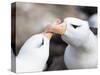 Black-browed albatross or black-browed mollymawk, Falkland Islands-Martin Zwick-Stretched Canvas