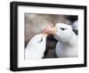 Black-browed albatross or black-browed mollymawk, Falkland Islands-Martin Zwick-Framed Photographic Print