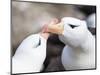 Black-browed albatross or black-browed mollymawk, Falkland Islands-Martin Zwick-Mounted Photographic Print