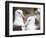 Black-browed albatross or black-browed mollymawk, Falkland Islands-Martin Zwick-Framed Photographic Print