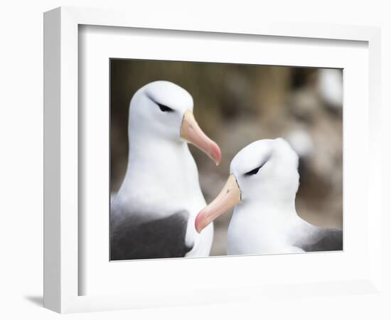 Black-browed albatross or black-browed mollymawk, Falkland Islands-Martin Zwick-Framed Photographic Print