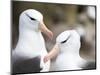 Black-browed albatross or black-browed mollymawk, Falkland Islands-Martin Zwick-Mounted Photographic Print