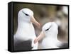 Black-browed albatross or black-browed mollymawk, Falkland Islands-Martin Zwick-Framed Stretched Canvas