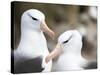 Black-browed albatross or black-browed mollymawk, Falkland Islands-Martin Zwick-Stretched Canvas