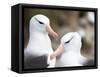 Black-browed albatross or black-browed mollymawk, Falkland Islands-Martin Zwick-Framed Stretched Canvas