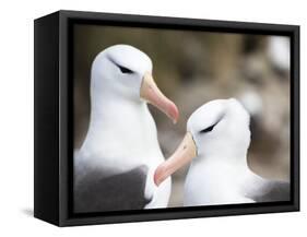 Black-browed albatross or black-browed mollymawk, Falkland Islands-Martin Zwick-Framed Stretched Canvas