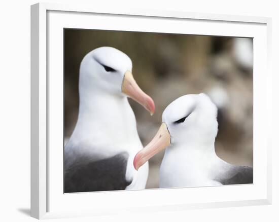 Black-browed albatross or black-browed mollymawk, Falkland Islands-Martin Zwick-Framed Photographic Print