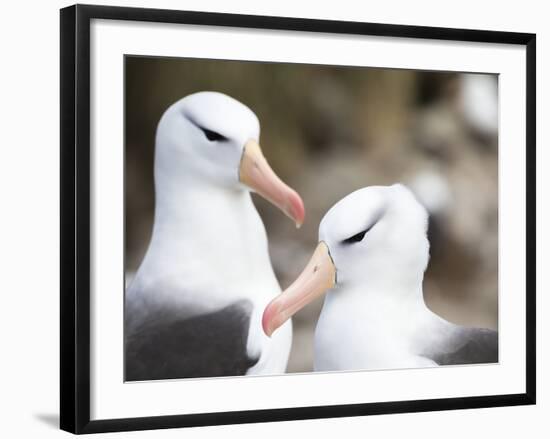 Black-browed albatross or black-browed mollymawk, Falkland Islands-Martin Zwick-Framed Photographic Print