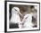 Black-browed albatross or black-browed mollymawk, Falkland Islands-Martin Zwick-Framed Photographic Print