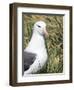 Black-browed albatross or black-browed mollymawk, Falkland Islands-Martin Zwick-Framed Photographic Print