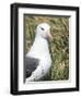 Black-browed albatross or black-browed mollymawk, Falkland Islands-Martin Zwick-Framed Photographic Print