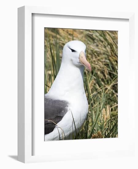 Black-browed albatross or black-browed mollymawk, Falkland Islands-Martin Zwick-Framed Photographic Print