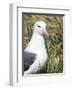 Black-browed albatross or black-browed mollymawk, Falkland Islands-Martin Zwick-Framed Photographic Print