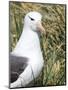 Black-browed albatross or black-browed mollymawk, Falkland Islands-Martin Zwick-Mounted Photographic Print