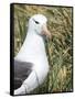 Black-browed albatross or black-browed mollymawk, Falkland Islands-Martin Zwick-Framed Stretched Canvas