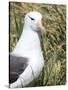 Black-browed albatross or black-browed mollymawk, Falkland Islands-Martin Zwick-Stretched Canvas