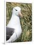 Black-browed albatross or black-browed mollymawk, Falkland Islands-Martin Zwick-Framed Photographic Print