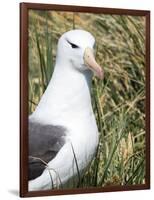 Black-browed albatross or black-browed mollymawk, Falkland Islands-Martin Zwick-Framed Photographic Print