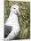 Black-browed albatross or black-browed mollymawk, Falkland Islands-Martin Zwick-Mounted Photographic Print