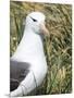 Black-browed albatross or black-browed mollymawk, Falkland Islands-Martin Zwick-Mounted Photographic Print