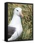 Black-browed albatross or black-browed mollymawk, Falkland Islands-Martin Zwick-Framed Stretched Canvas