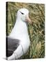 Black-browed albatross or black-browed mollymawk, Falkland Islands-Martin Zwick-Stretched Canvas