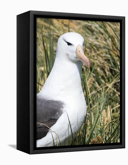 Black-browed albatross or black-browed mollymawk, Falkland Islands-Martin Zwick-Framed Stretched Canvas