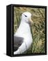 Black-browed albatross or black-browed mollymawk, Falkland Islands-Martin Zwick-Framed Stretched Canvas