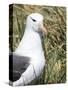 Black-browed albatross or black-browed mollymawk, Falkland Islands-Martin Zwick-Stretched Canvas