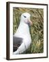 Black-browed albatross or black-browed mollymawk, Falkland Islands-Martin Zwick-Framed Premium Photographic Print