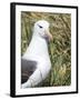 Black-browed albatross or black-browed mollymawk, Falkland Islands-Martin Zwick-Framed Premium Photographic Print