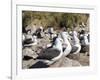 Black-browed albatross or black-browed mollymawk (Thalassarche melanophris).-Martin Zwick-Framed Photographic Print