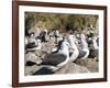 Black-browed albatross or black-browed mollymawk (Thalassarche melanophris).-Martin Zwick-Framed Photographic Print