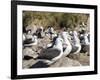 Black-browed albatross or black-browed mollymawk (Thalassarche melanophris).-Martin Zwick-Framed Photographic Print