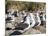 Black-browed albatross or black-browed mollymawk (Thalassarche melanophris).-Martin Zwick-Mounted Photographic Print