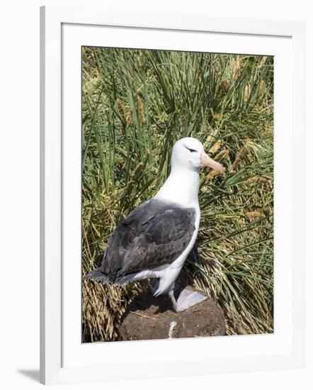 Black-browed albatross or black-browed mollymawk (Thalassarche melanophris).-Martin Zwick-Framed Photographic Print