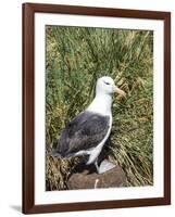 Black-browed albatross or black-browed mollymawk (Thalassarche melanophris).-Martin Zwick-Framed Photographic Print