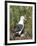 Black-browed albatross or black-browed mollymawk (Thalassarche melanophris).-Martin Zwick-Framed Photographic Print