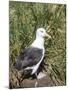 Black-browed albatross or black-browed mollymawk (Thalassarche melanophris).-Martin Zwick-Mounted Photographic Print